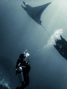 Diving with Manta ray