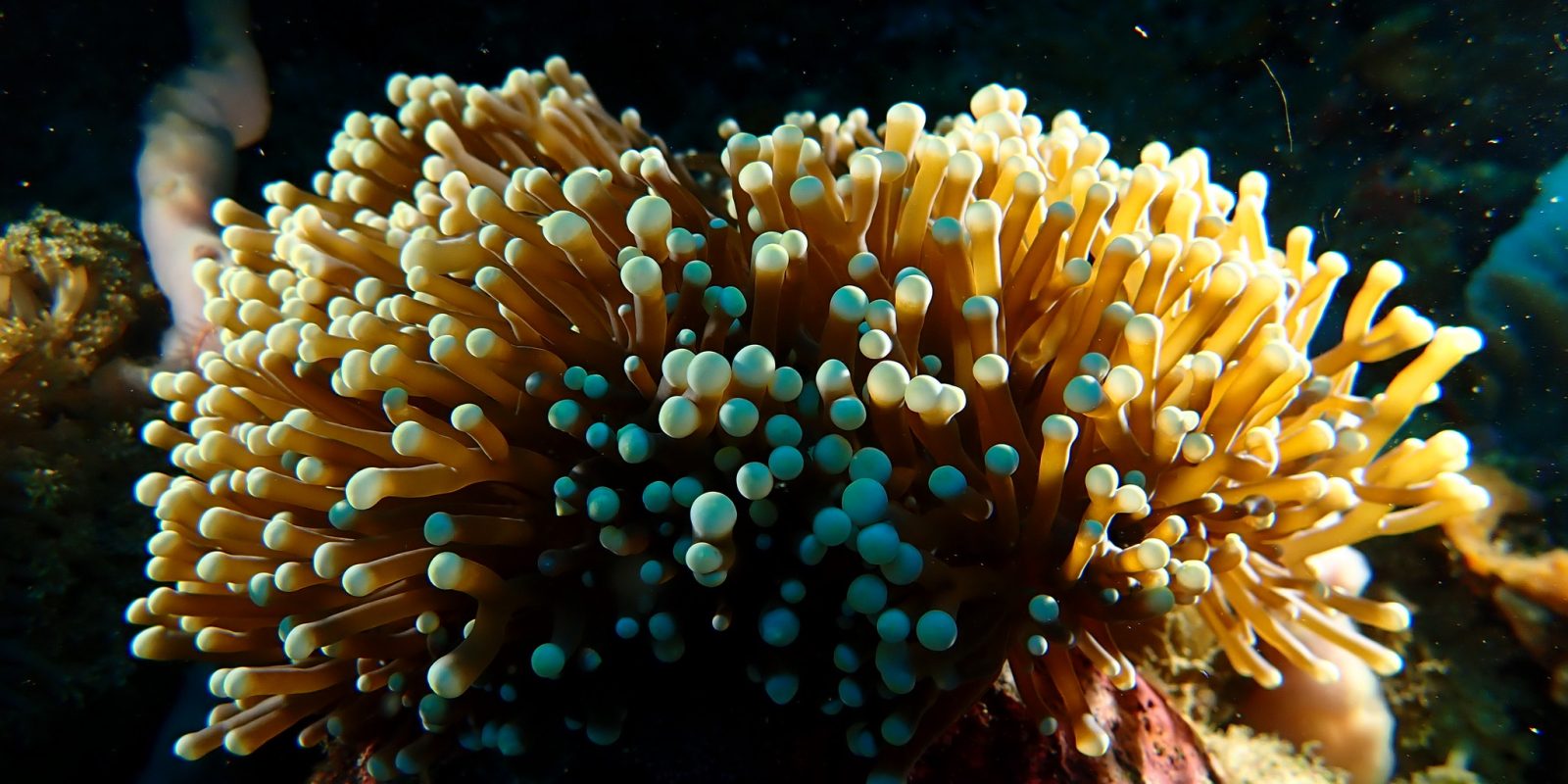 Underwater Nusa Penida